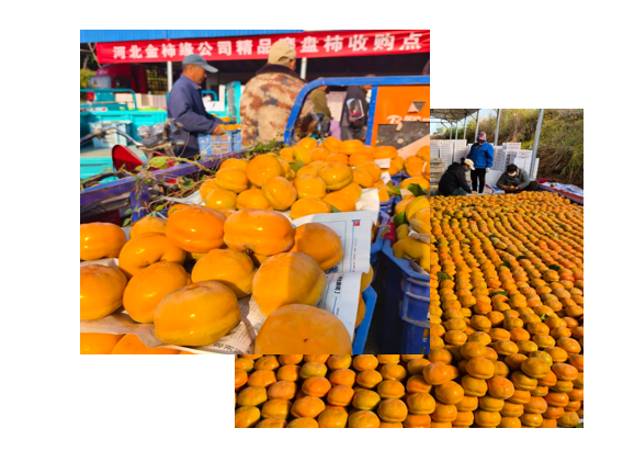 产业富民插图
